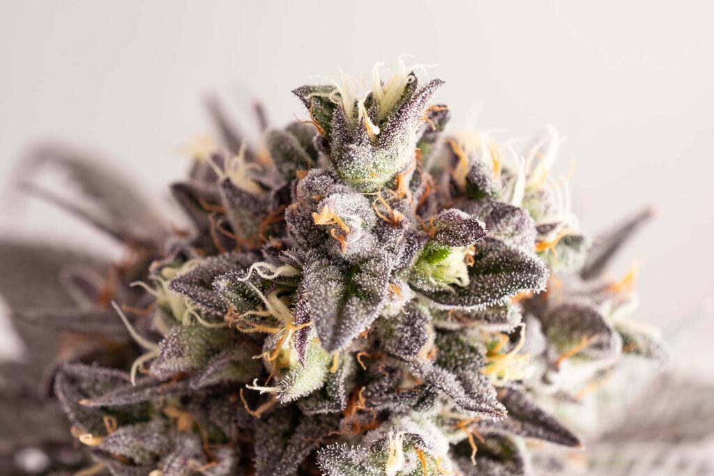 GELATO-K - Sativa - Kannabia - WWW.SEEDS-BANK.CZ JIHLAVA